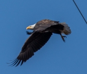 2021 03 28 LillyDaleEagles 016